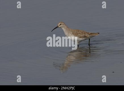 Curlew Sandpiper (Calidris ferruginea), nicht zur Zucht dienende Gefiederfuttermittel in Flachwasser Ria Formosa NP, Algarve, Portugal April Stockfoto