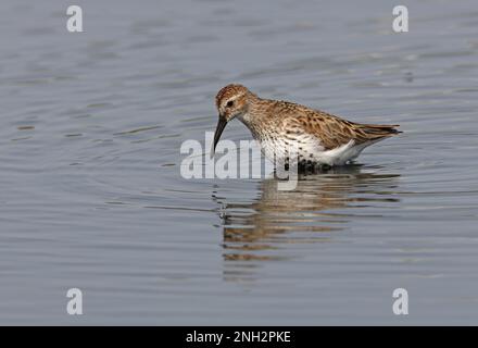 Dunlin (Calidris alpina), adulte Futtersuche in flachem Wasser, Ria Formosa NP, Algarve, Portugal April Stockfoto