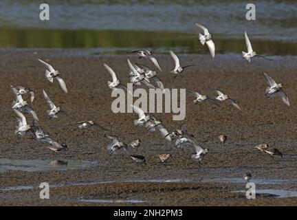 Dunlin (Calidris alpina) Herde, die auf salina Ria Formosa NP, Algarve, Portugal anlandet April Stockfoto