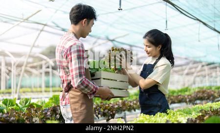 Asiatische junge Paar Landwirt im Gewächshaus hydroponic Holding Korb mit Gemüse. Sie werden ernten Gemüse grüner Salat Stockfoto