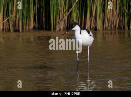 Eurasischer Avocet (Recurvirostra avosetta), Erwachsener, der in der flachen Wasserlagune dos Salgados, Algarve, Portugal steht April Stockfoto