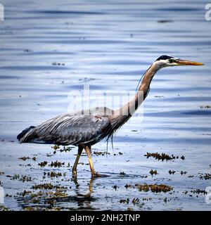 Ein großer blauer Reiher steht inmitten der Algen in einem leicht gewellten Meer und fischt absichtlich nach einer Mahlzeit. Stockfoto