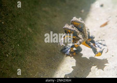 Ululone appenninico - die Gelbbbauchkröte (Bombina pachypus) ist eine Krötenart der Familie Bombinatoridae, die in Italien endemisch ist Stockfoto