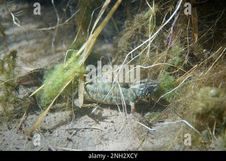 Tritone crestato - Triturus carnifex, der italienische Crested Newt, ist ein großer Molch mit einer Gesamtlänge von bis zu 180 mm und einer Gesamtlänge von bis zu 150 mm Stockfoto