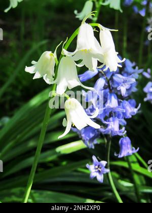 Eine weiße Sorte des spanischen Blauen Glattlings, Hyacinthoides Asparagaceae, mit der häufigeren Blausorte im Hintergrund. Stockfoto