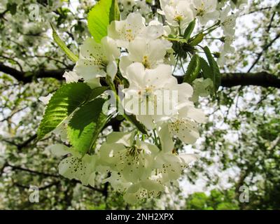 Zarte weiße Blüten eines wilden Kirschbaums (Prunus Avium) in voller Blüte Stockfoto
