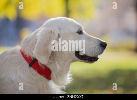 Belgrad, Serbien. 10. November 2022. Stockfoto