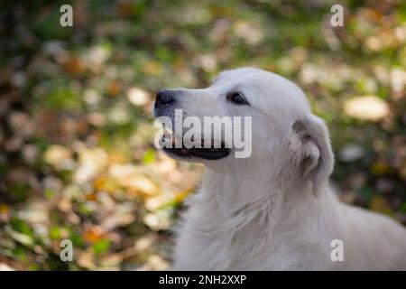 Belgrad, Serbien. 10. November 2022. Stockfoto