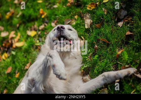 Belgrad, Serbien. 10. November 2022. Porträt eines goldenen Retriever, der auf dem Gras lacht und seine Zunge zeigt. Stockfoto