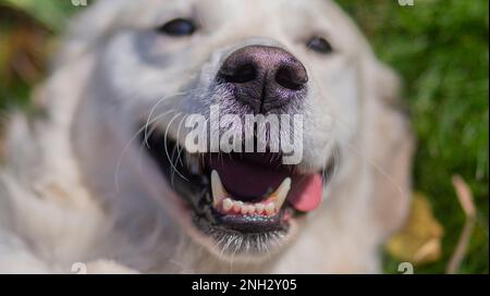 Belgrad, Serbien. 10. November 2022. Nahaufnahme des goldenen Retriever, der auf dem Gras lacht und seine Zunge zeigt. Stockfoto