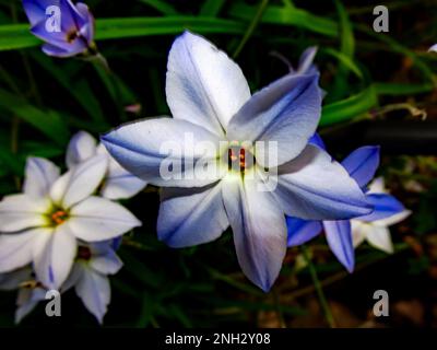 Die blauen Blüten des Wisley Blue Hybriden einer Frühlings-Sternblume, Ipheion Uniflorum Stockfoto