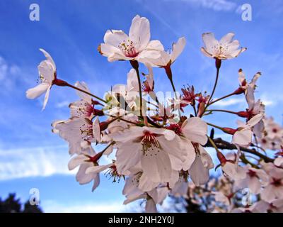 Die zarten rosa Blüten einer Kirschpflaume, Prunus cerasifera, vor einem hellblauen Himmel. Stockfoto