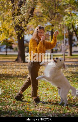 Belgrad, Serbien. 10. November 2022. Süßer Golden Retriever, der sich an einem sonnigen Tag von seinem wunderschönen Besitzer in einem Park eine Belohnung holt. Stockfoto