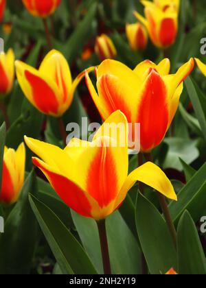 Ein Blumenbeet aus gelben und orangefarbenen Wasserlilien-Tulpen, Tulipa kaufmanniana, in voller Blüte Stockfoto