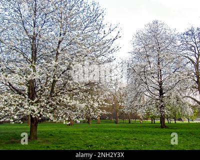 Süße Kirschbäume, Prunus Avium, bedeckt mit zarten weißen Blüten im Frühjahr im Vereinigten Königreich. Stockfoto