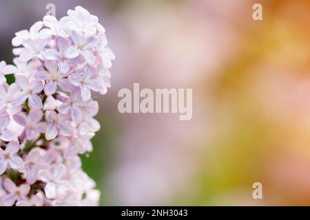 Flieder blüht am frühlingswarmen Tag. Wunderschöne Naturszene mit blühendem Baum und Sonnenstrahlen. Frühlingsblumen. Frühling Stockfoto