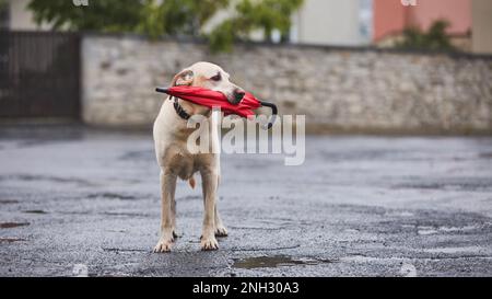 Nasser Hund im Regen auf der Straße. Der loyale labrador Retriever hält einen roten Regenschirm im Mund. Stockfoto