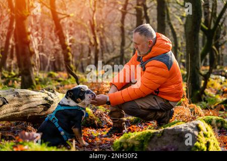 Ein glücklicher Rentner im orangefarbenen Mantel mit englischen Bulldoggen im Wald, der am sonnigen Wurmtag im Peak District spazieren geht. Hundetraining. Freizeit in RETI Stockfoto