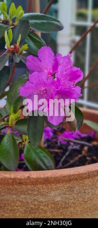 Violette Rhododendron-Blume in einem Tontopf mit verschwommenem Hintergrund Stockfoto