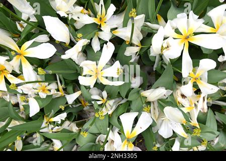 Gefallene Blütenblätter und Blätter von welken weißen Tulpen, Niederlande. Stockfoto