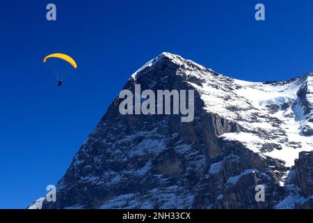 Gleitschirmfliegen über der Nordseite des Eiger, Skigebiet Grindelwald; Schweizer Alpen, Jungfrau - Aletsch; Berner Oberland; Schweiz, Europa Stockfoto