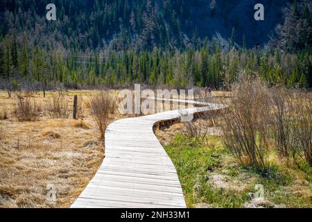 Holzboden durch einen Sumpf umgeben von Bergen, neben einem Geysir-See in der Altai-Republik, Russland Stockfoto