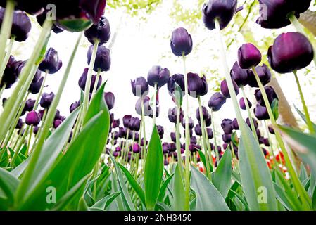 Fast schwarze Tulpen im Tulpenblumenpark in den Niederlanden. Stockfoto