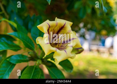 Solandra maxima Blume Stockfoto