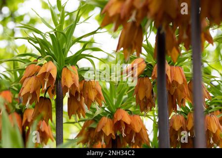 Orangefarbene kronische Lilie, lateinischer Name Frittilaria imperialis. Stockfoto