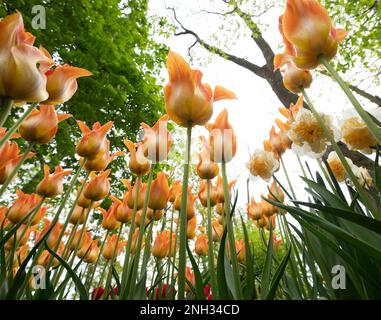 Orangefarbene Tulpen mit schwachem Foto im Tulpenfeld. Stockfoto