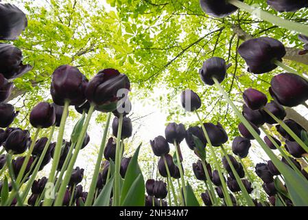 Fast schwarze Tulpen im Tulpenblumenpark in den Niederlanden. Stockfoto