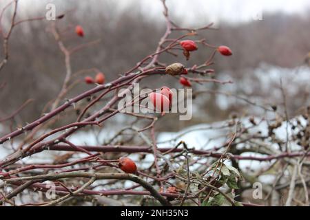 Früchte der wilden Rose, Europa, Kroatien. Stockfoto