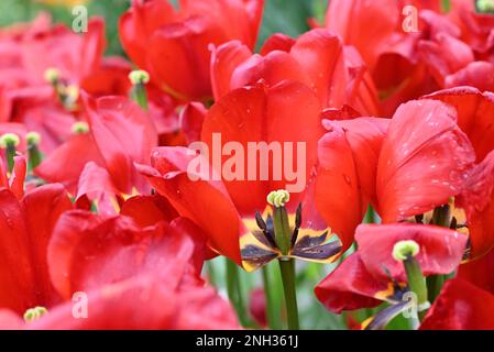 Verblasste rote Tulpen. Eine Blumenaufnahme, die Niederlande. Stockfoto