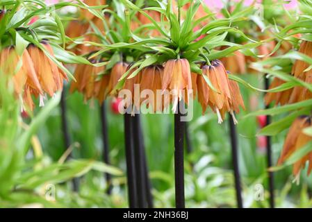 Orangefarbene kronische Lilie, lateinischer Name Frittilaria imperialis. Stockfoto