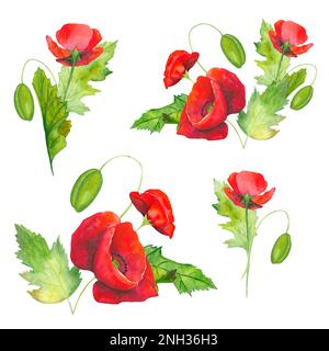 Aquarell-Set aus Clipart-Mohnblättern, Samen, Blumenkern, Knospen auf weißem Hintergrund Stockfoto