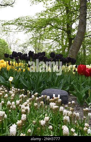 Fast schwarze Tulpen im Tulpenblumenpark in den Niederlanden. Stockfoto