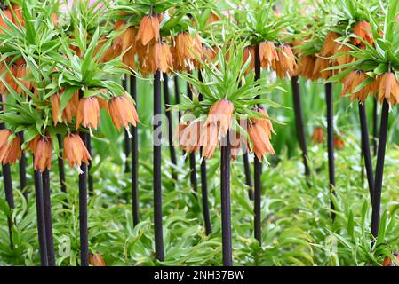 Orangefarbene kronische Lilie, lateinischer Name Frittilaria imperialis. Stockfoto