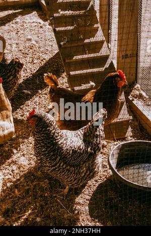 Hühner in einem Stall an einem sonnigen Tag. Das Bild wurde auf analogem Schwarzweißfilm aufgenommen. Massachusetts USA. Stockfoto