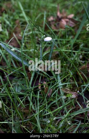 Schneeflocken im Frühling mit Gras und Laub aus nächster Nähe Stockfoto