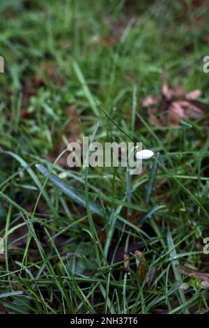 Schneeflocken im Frühling mit Gras und Laub aus nächster Nähe Stockfoto