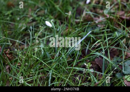 Schneeflocken im Frühling mit Gras und Laub aus nächster Nähe Stockfoto