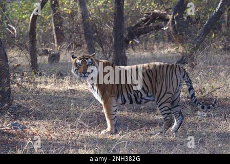 Ein wild lebender männlicher, stark gefährdeter königlicher Bengalischer Tiger, der in den Wäldern von Ranthambore Rajasthan North India steht Stockfoto
