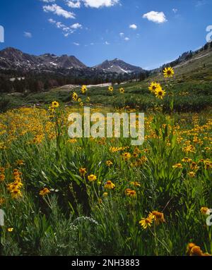 Feld wilder Sonnenblumen mit Bergen im Hintergrund Stockfoto