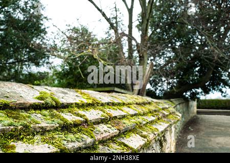 Flacher Fokus von Moos, der an einer feuchten Mauer aus Steinmehl wächst. Vor allem, weil die Wand im Schatten ist, wächst Moos. Stockfoto