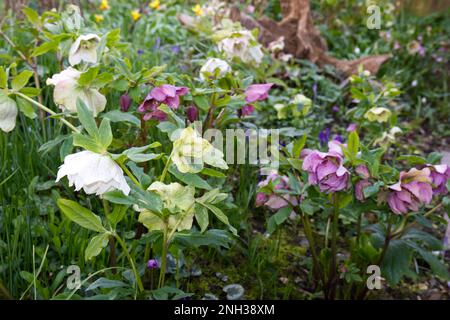 Einzel- und Doppelhellebores und andere Frühlingsblumen in einem Waldhäuschen im März in Großbritannien Stockfoto