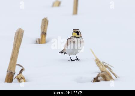 Hornläche (Eremophila alpestris) bei der Futtersuche auf schneebedeckten Maisfeldern in Ottawa, Kanada Stockfoto