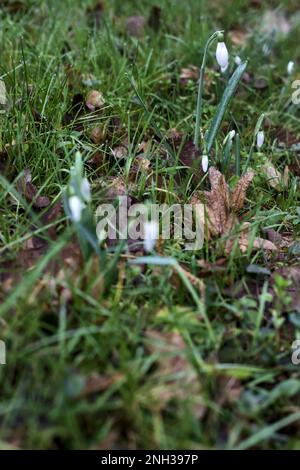 Schneeflocken im Frühling mit Gras und Laub aus nächster Nähe Stockfoto