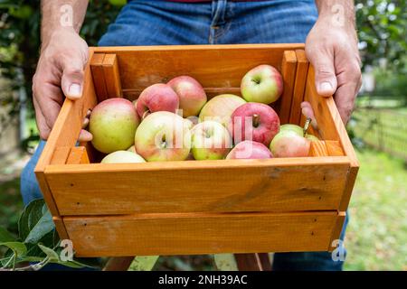 Mann mit Holzkorb voller Äpfel im Freien. Stockfoto
