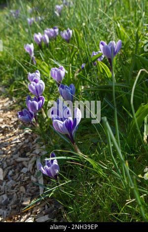 Frühlingsblumen des Riesen-holländischen Crocus vernus König des Streifengras, der neben einem Pfad im britischen Garten im März wächst Stockfoto