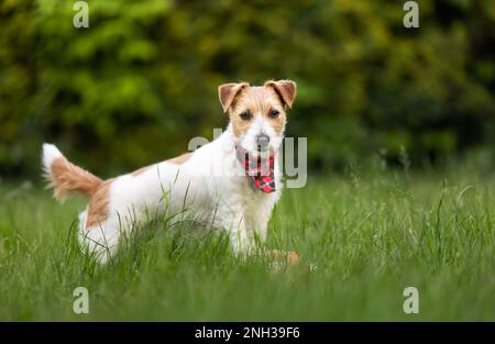 Jack russell Terrier niedlicher, glücklicher Hund Hündchen lauscht im Gras und trägt ein Bandana Stockfoto